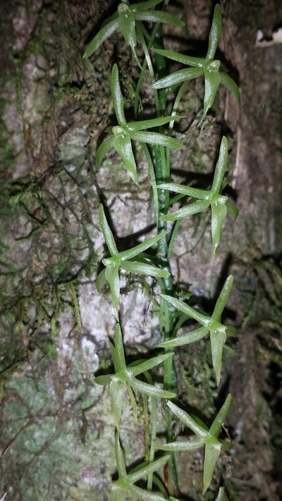 Aerangis pallidiflora, photographed by Romer N. Rabarijaona