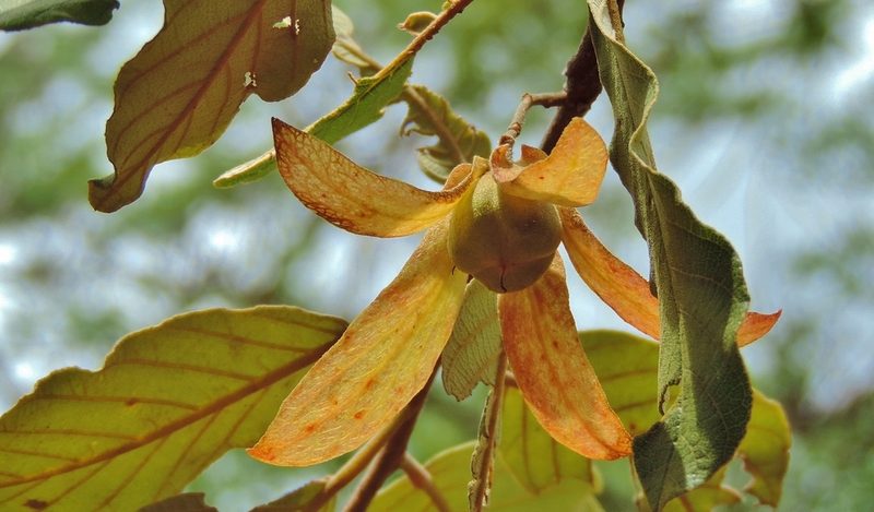 Monotes engleri, photographed by i_c_riddell