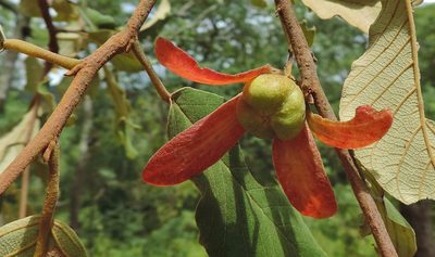 Monotes engleri, photographed by i_c_riddell