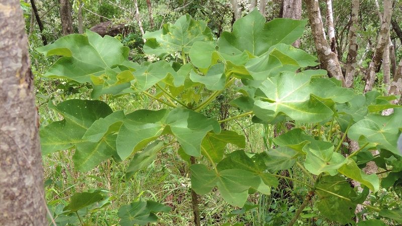 Sterculia quinqueloba, photographed by i_c_riddell