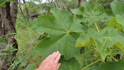 Sterculia quinqueloba, photographed by i_c_riddell