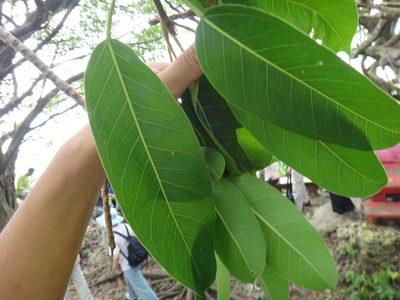 Ficus caulocarpa, photographed by 呂一起(Lyu yi-chi)