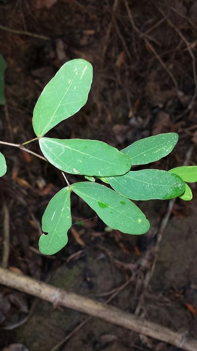 Bauhinia madagascariensis, photographed by Romer N. Rabarijaona
