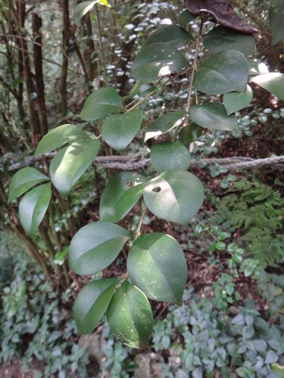 Ligustrum pricei, photographed by 呂一起(Lyu yi-chi)