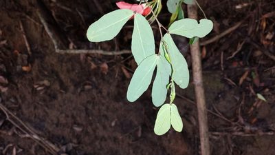 Bauhinia madagascariensis, photographed by Romer N. Rabarijaona