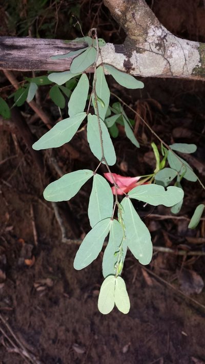 Bauhinia madagascariensis, photographed by Romer N. Rabarijaona