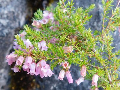 Erica leucantha, photographed by Klaus Wehrlin