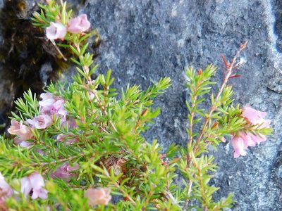 Erica leucantha, photographed by Klaus Wehrlin