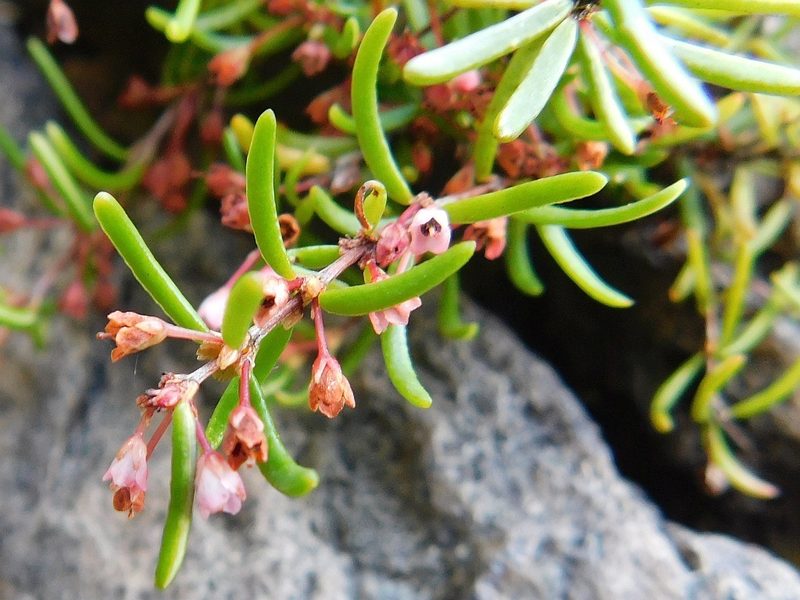 Erica tenuicaulis, photographed by Klaus Wehrlin