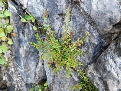 Erica tenuicaulis, photographed by Klaus Wehrlin