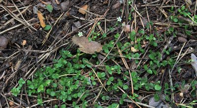 Arenaria rotundifolia, photographed by Dmitriy Bochkov