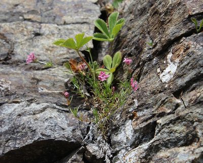 Cynanchica cristata, photographed by Dmitriy Bochkov