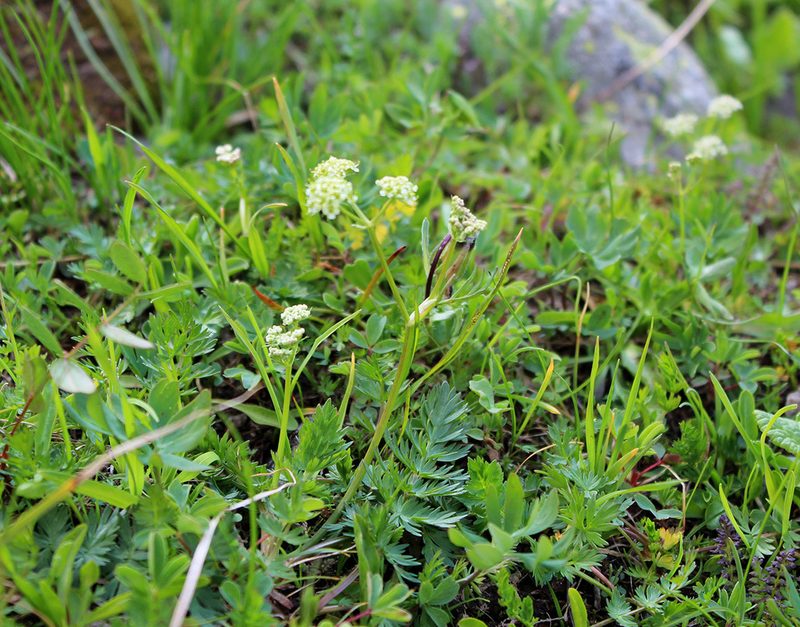 Carum caucasicum, photographed by Dmitriy Bochkov