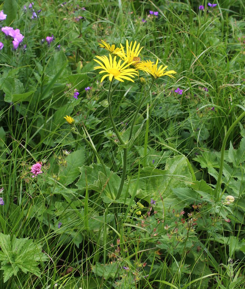 Doronicum macrophyllum, photographed by Dmitriy Bochkov