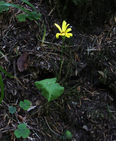 Dolichorrhiza renifolia, photographed by Dmitriy Bochkov