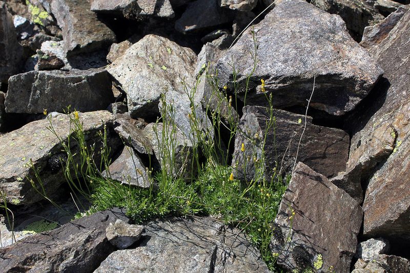 Draba scabra, photographed by Dmitriy Bochkov