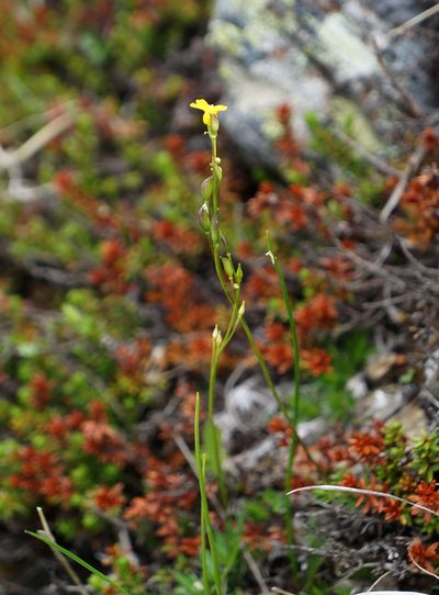 Draba scabra, photographed by Dmitriy Bochkov
