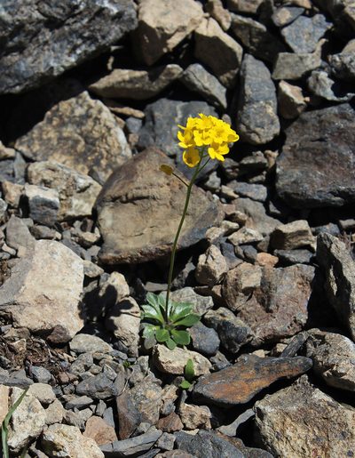 Draba hispida, photographed by Dmitriy Bochkov