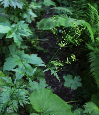 Eleutherospermum cicutarium, photographed by Dmitriy Bochkov