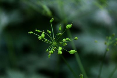 Eleutherospermum cicutarium, photographed by Dmitriy Bochkov