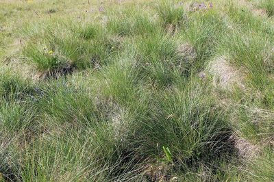 Festuca varia, photographed by Dmitriy Bochkov