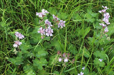 Geranium renardii, photographed by Dmitriy Bochkov