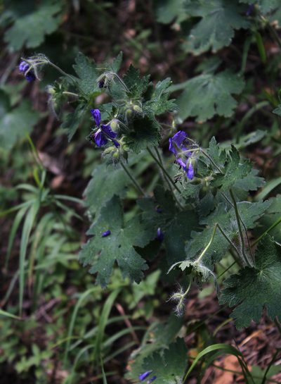 Geranium platypetalum, photographed by Dmitriy Bochkov