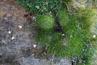 Gypsophila tenuifolia, photographed by Dmitriy Bochkov
