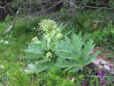 Heracleum leskovii, photographed by Dmitriy Bochkov