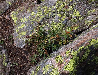 Hypericum orientale, photographed by Dmitriy Bochkov