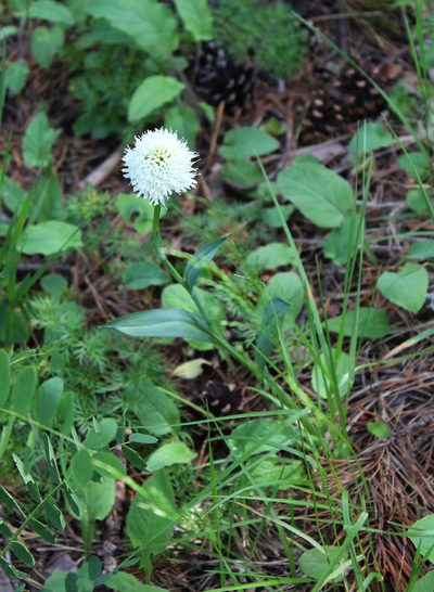 Traunsteinera sphaerica, photographed by Dmitriy Bochkov
