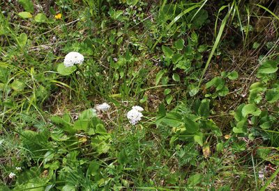 Valeriana alpestris, photographed by Dmitriy Bochkov