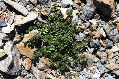 Veronica telephiifolia, photographed by Dmitriy Bochkov
