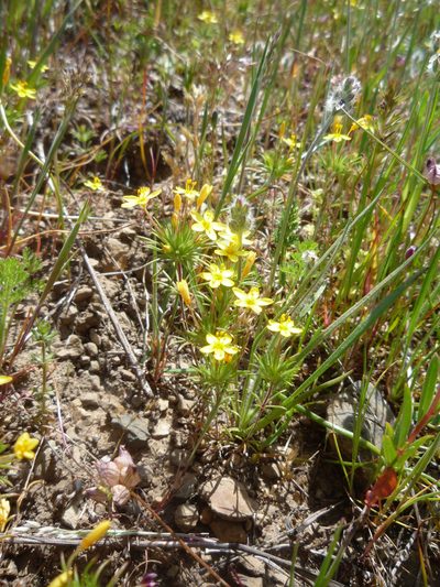 Leptosiphon acicularis, photographed by Andy Kleinhesselink