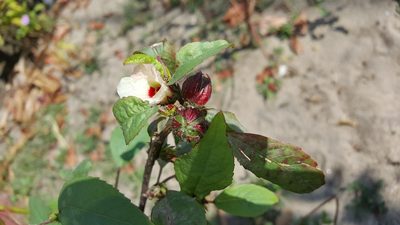 Sabdariffa gossypiifolia, photographed by tonyblake