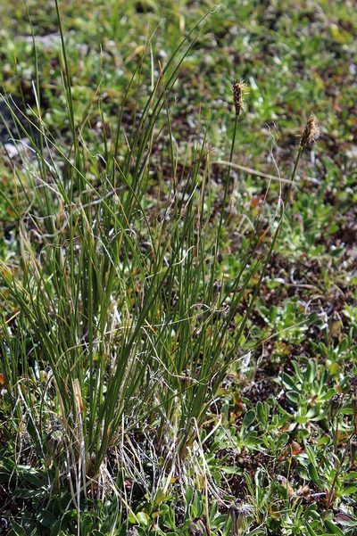 Carex capillifolia, photographed by Dmitriy Bochkov