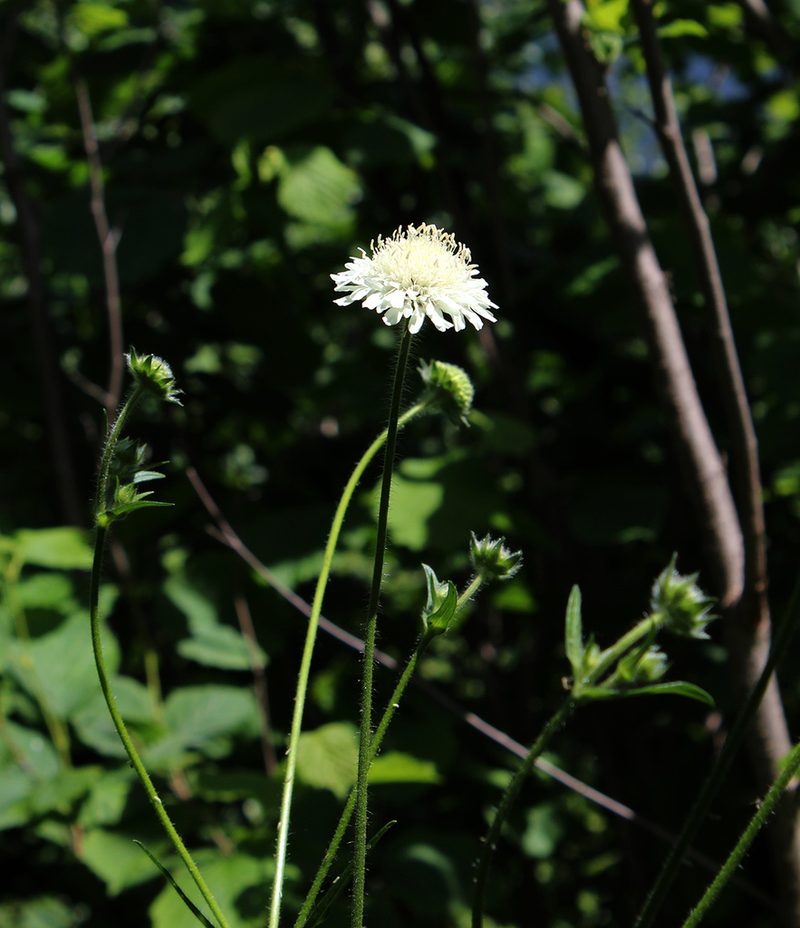 Knautia involucrata, photographed by Dmitriy Bochkov