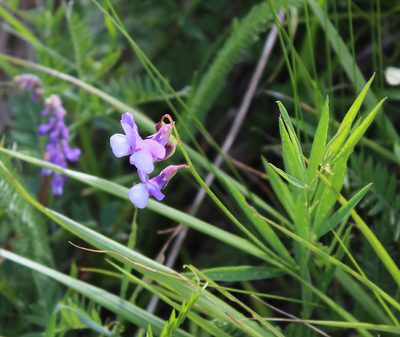 Lathyrus cyaneus, photographed by Dmitriy Bochkov