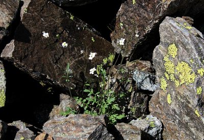 Oreophyton huetii, photographed by Dmitriy Bochkov