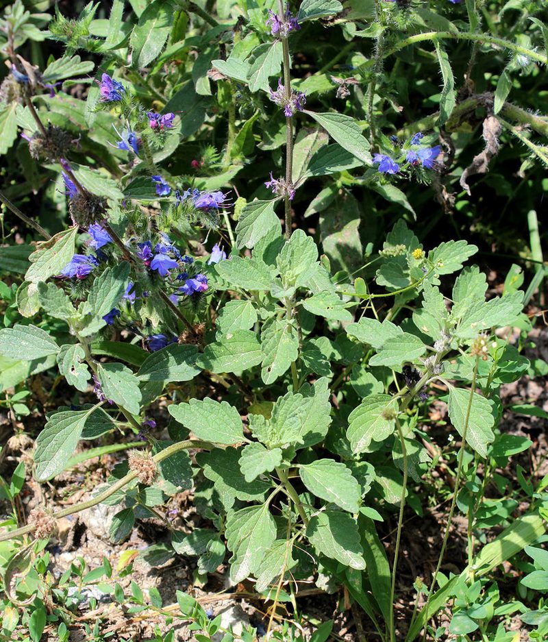 Marrubium leonuroides, photographed by Dmitriy Bochkov