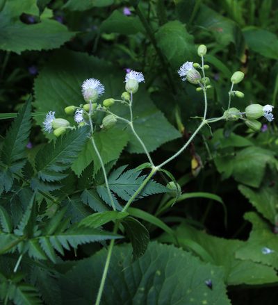 Silene macrophylla, photographed by Dmitriy Bochkov
