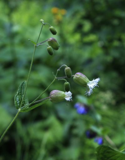 Silene macrophylla, photographed by Dmitriy Bochkov