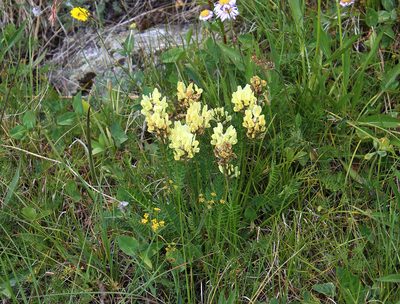 Oxytropis kubanensis, photographed by Dmitriy Bochkov