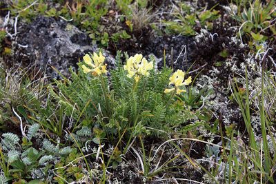 Oxytropis kubanensis, photographed by Dmitriy Bochkov