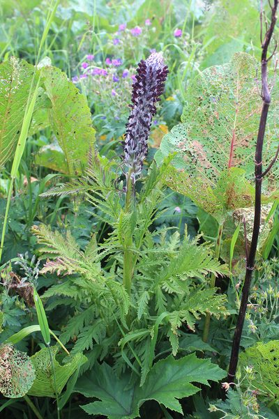 Pedicularis atropurpurea, photographed by Dmitriy Bochkov