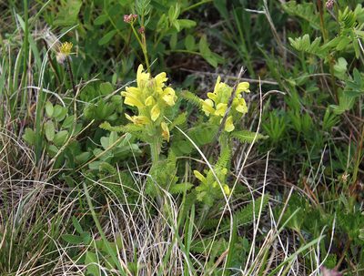 Pedicularis sibthorpii, photographed by Dmitriy Bochkov