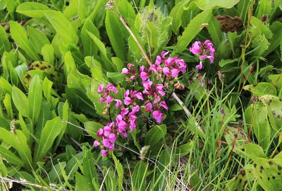 Pedicularis nordmanniana, photographed by Dmitriy Bochkov