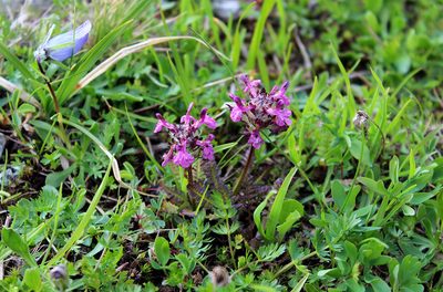 Pedicularis caucasica, photographed by Dmitriy Bochkov