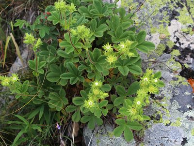 Potentilla brachypetala, photographed by Dmitriy Bochkov