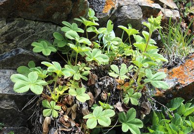 Potentilla brachypetala, photographed by Dmitriy Bochkov